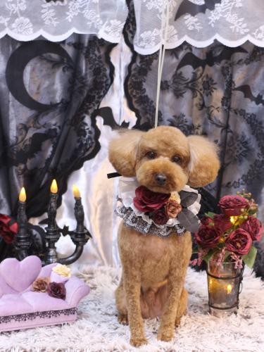 20231011ぷぅくん